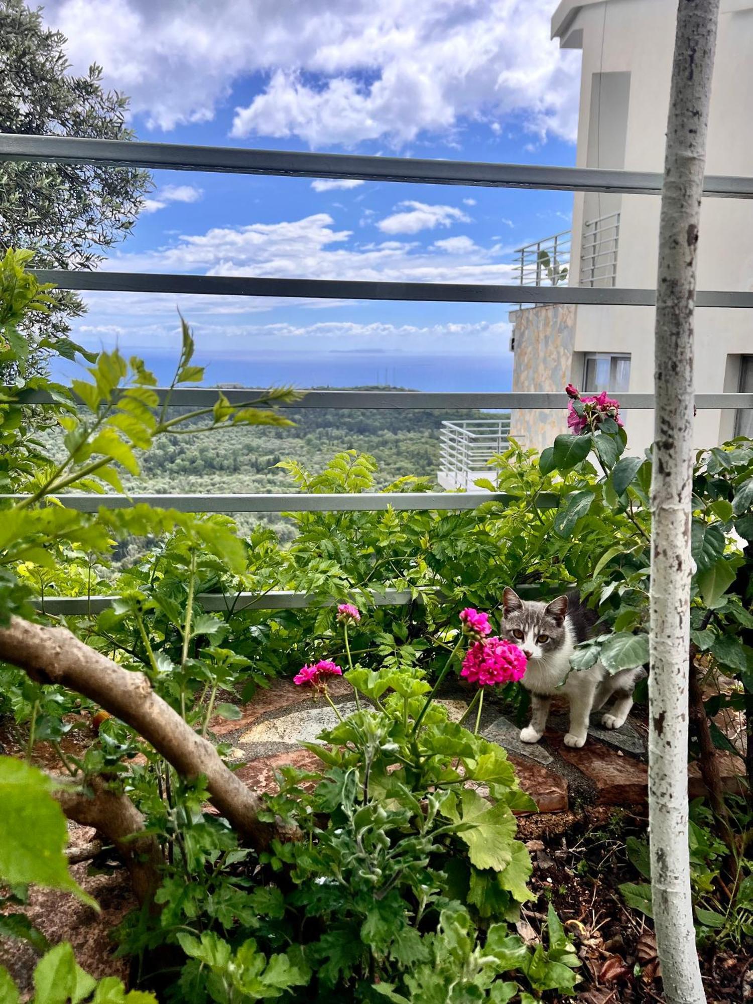 Maison d'hôtes Vila Tatjana à Vuno Extérieur photo